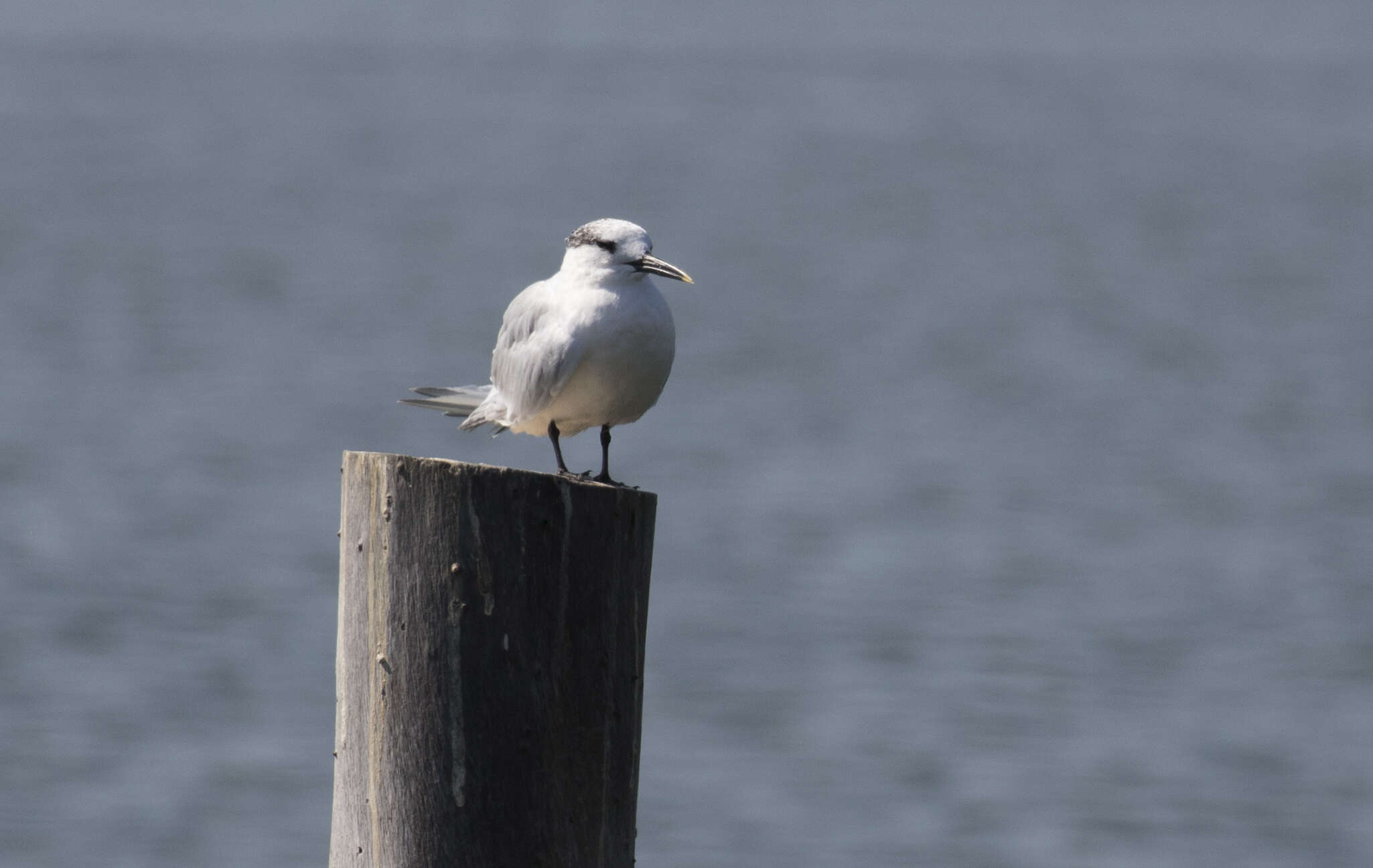 Image of Sandwich Tern