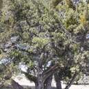 Image de Juniperus angosturana R. P. Adams