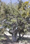 صورة Juniperus angosturana R. P. Adams