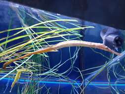 Image of Common Pipefish