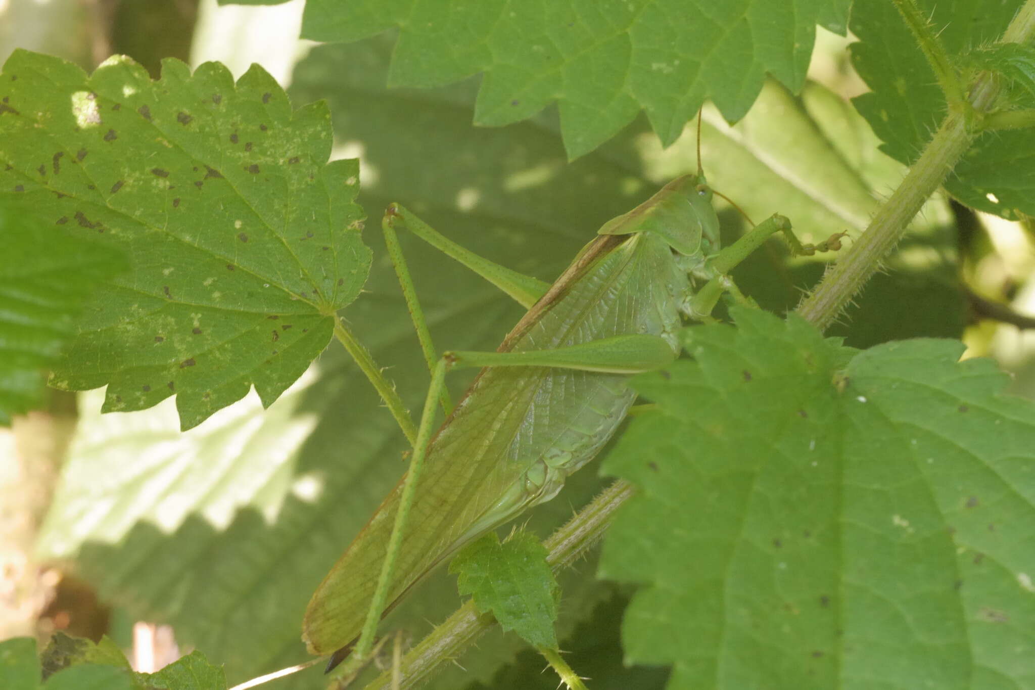 Image de grande sauterelle verte