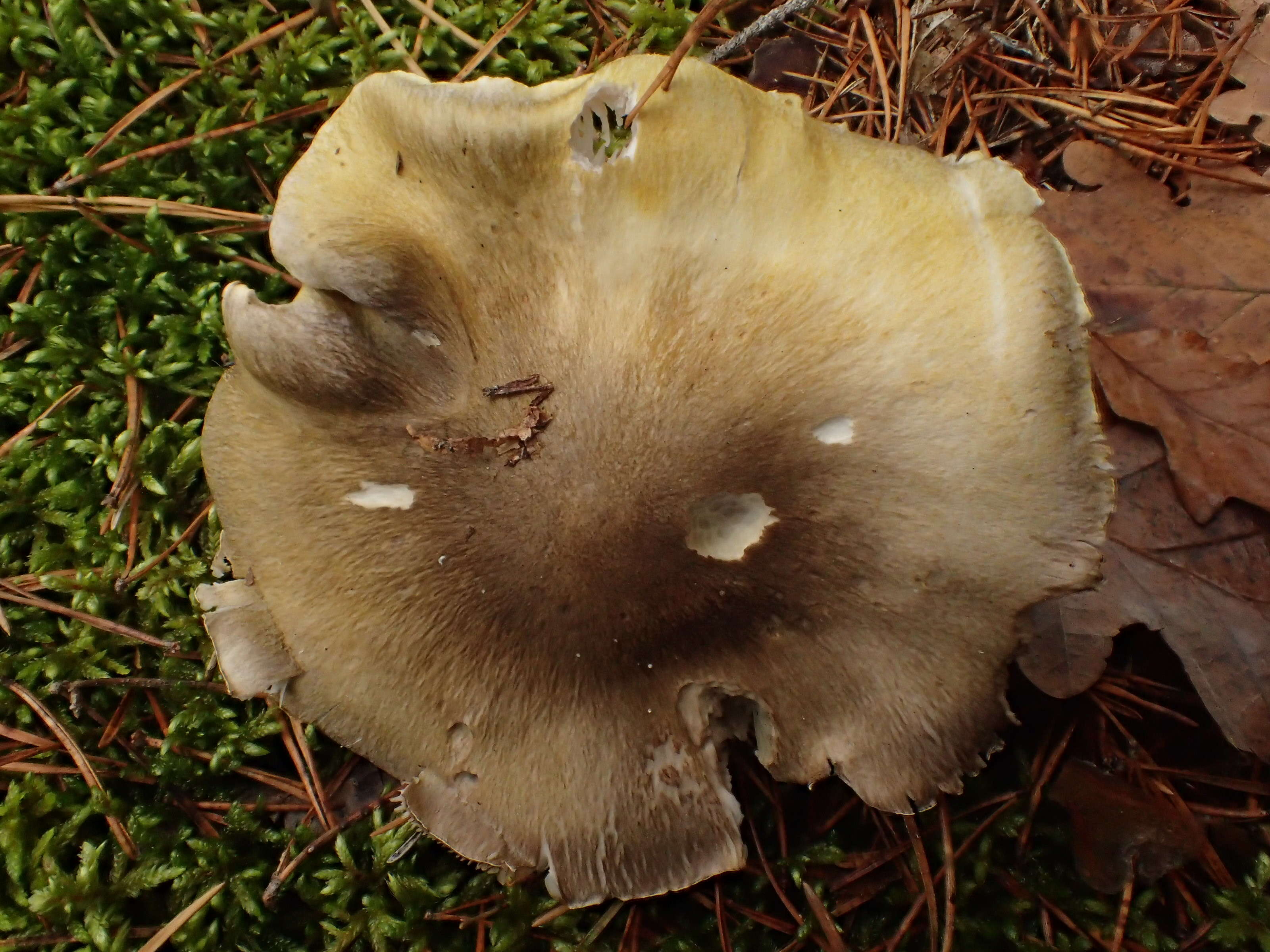 Image of Tricholoma arvernense Bon 1976