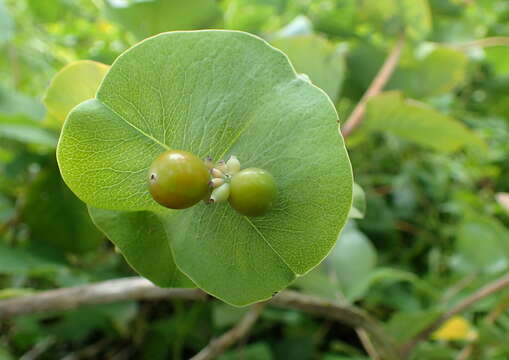 Image of grape honeysuckle