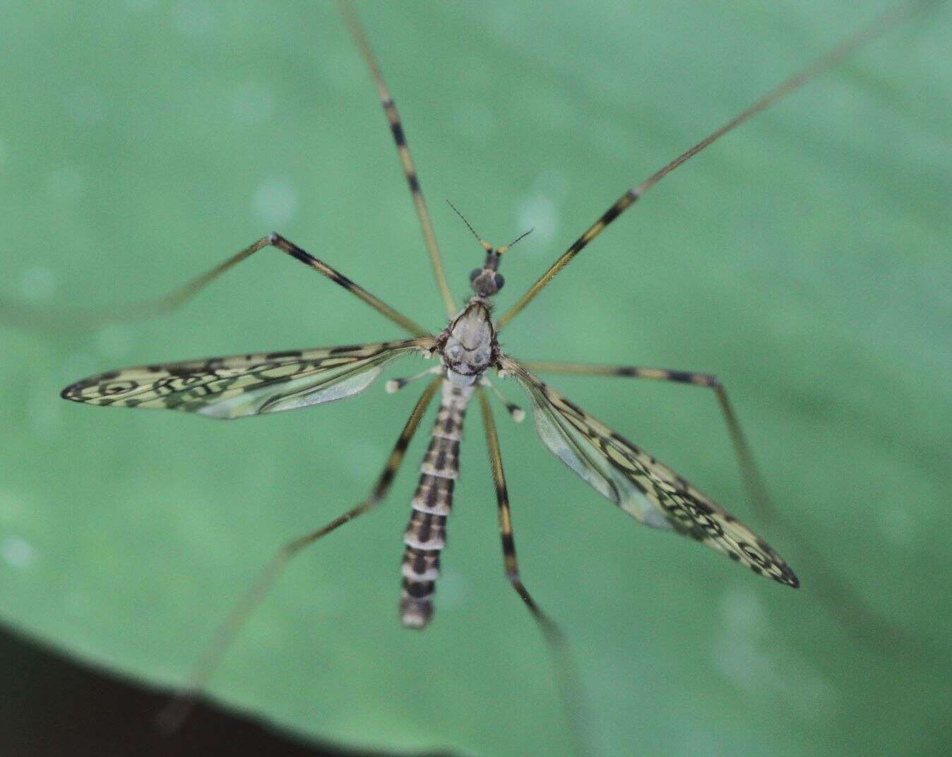 Image of Epiphragma (Epiphragma) ocellare (Linnaeus 1760)