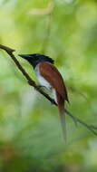 Image of Asian Paradise-Flycatcher