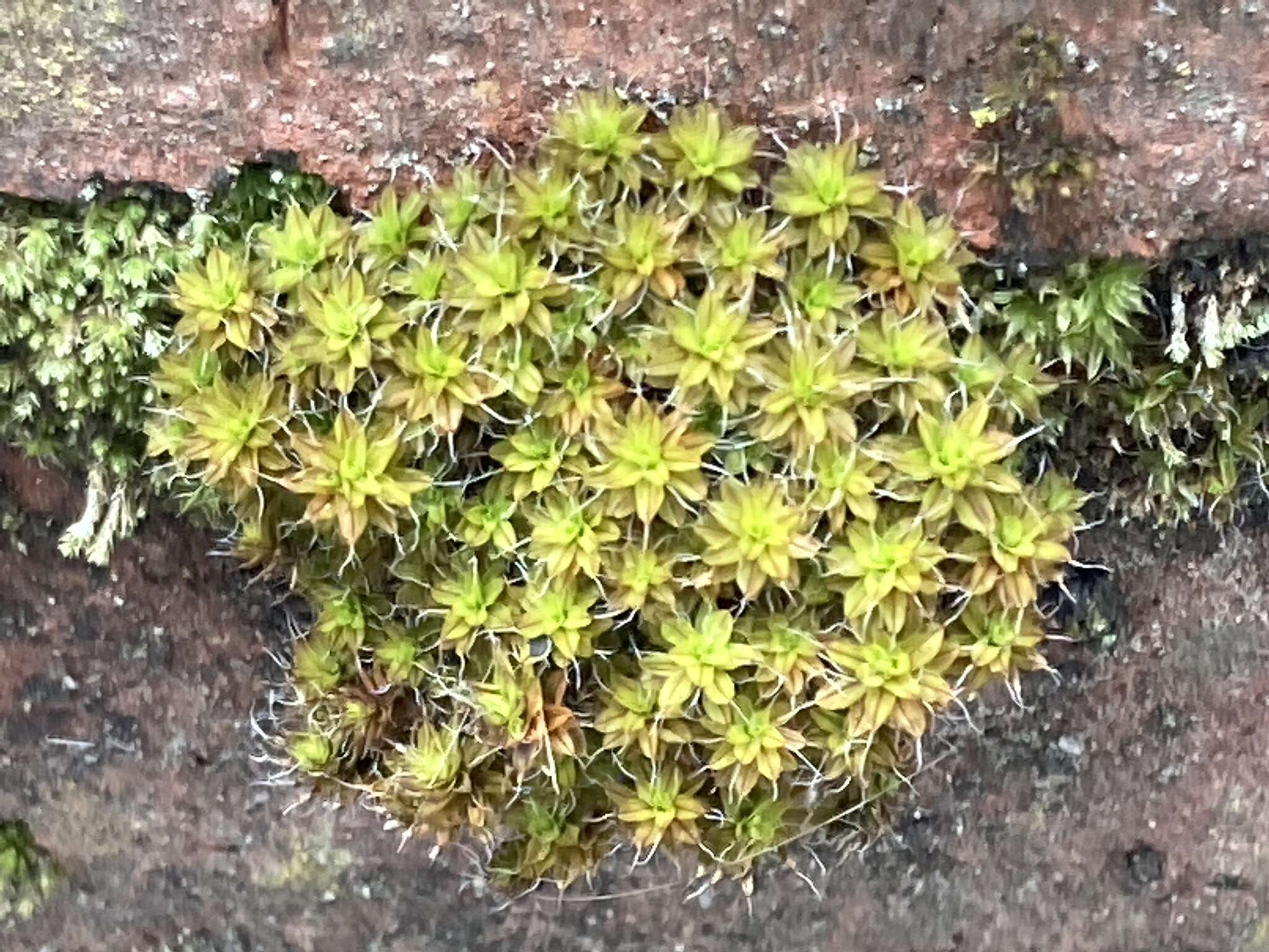 Image of great hairy screw-moss