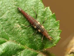 Image of brown lacewings