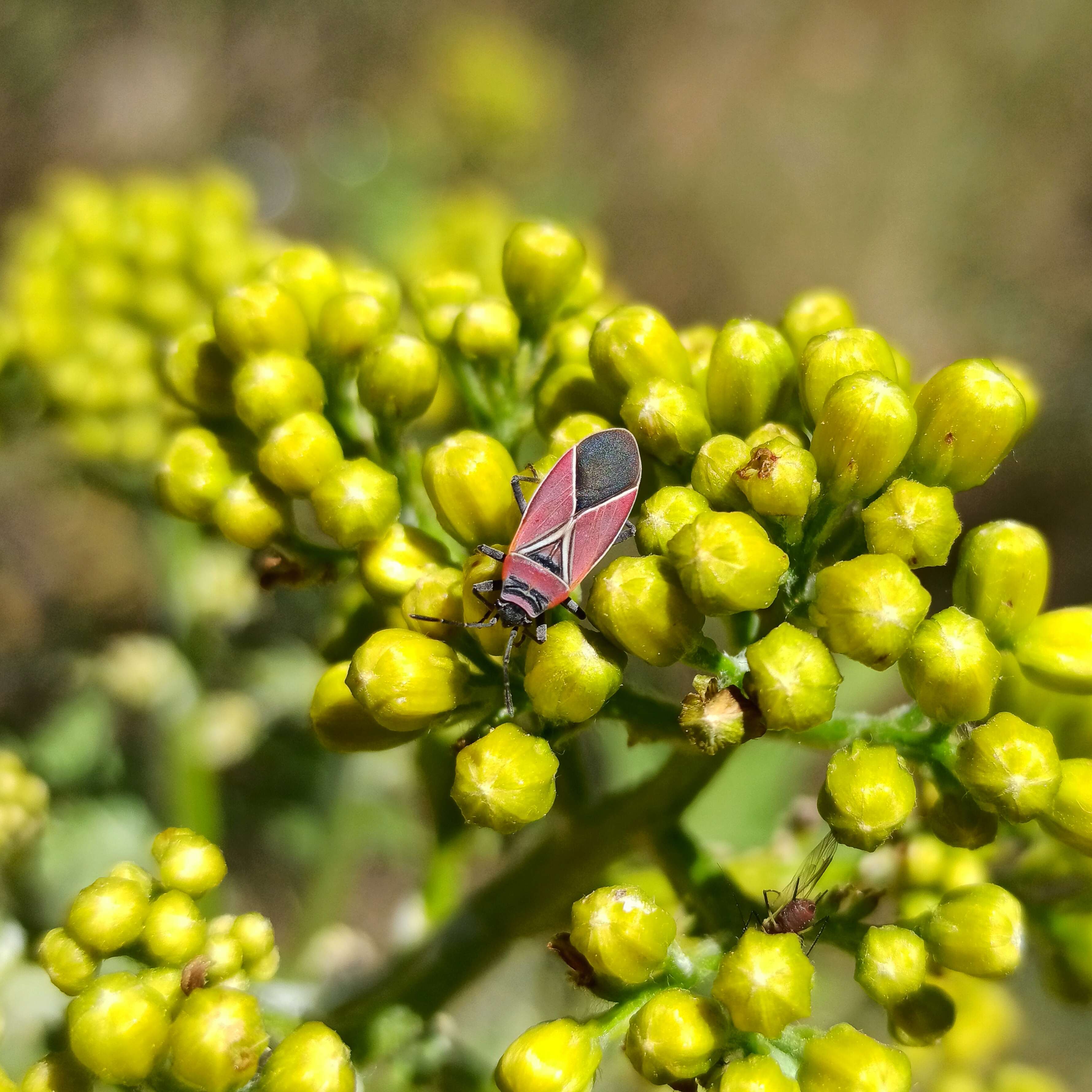 Image of Whitecrossed Seed Bug