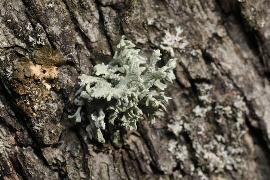 Image of ring lichen