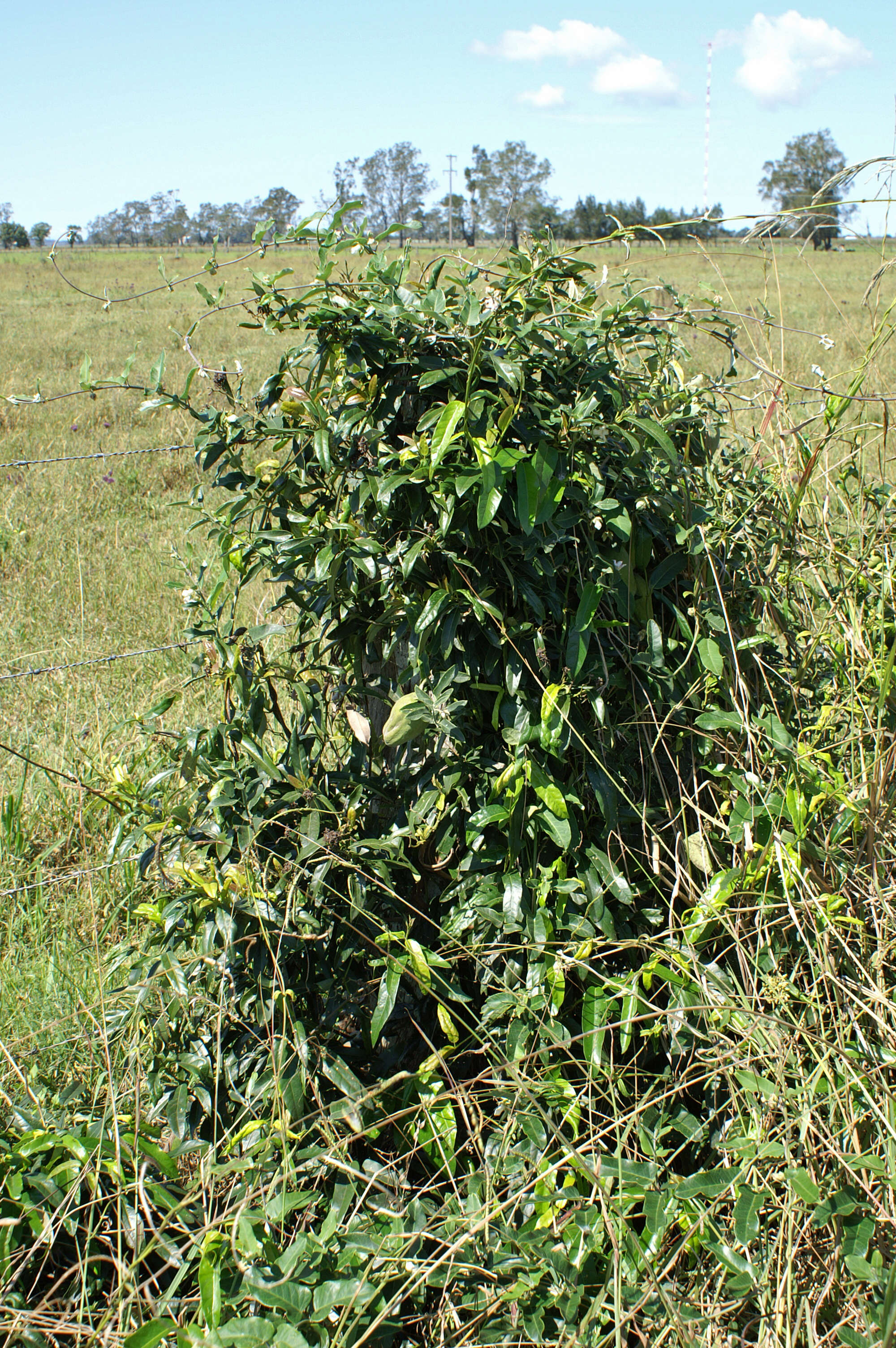 Araujia sericifera Brot. resmi