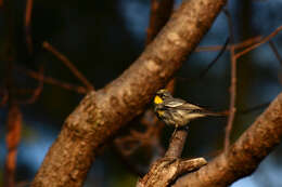 Image de Paruline d’Audubon