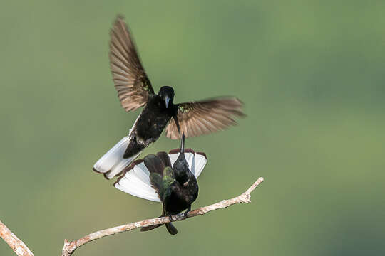 صورة Florisuga fusca (Vieillot 1817)