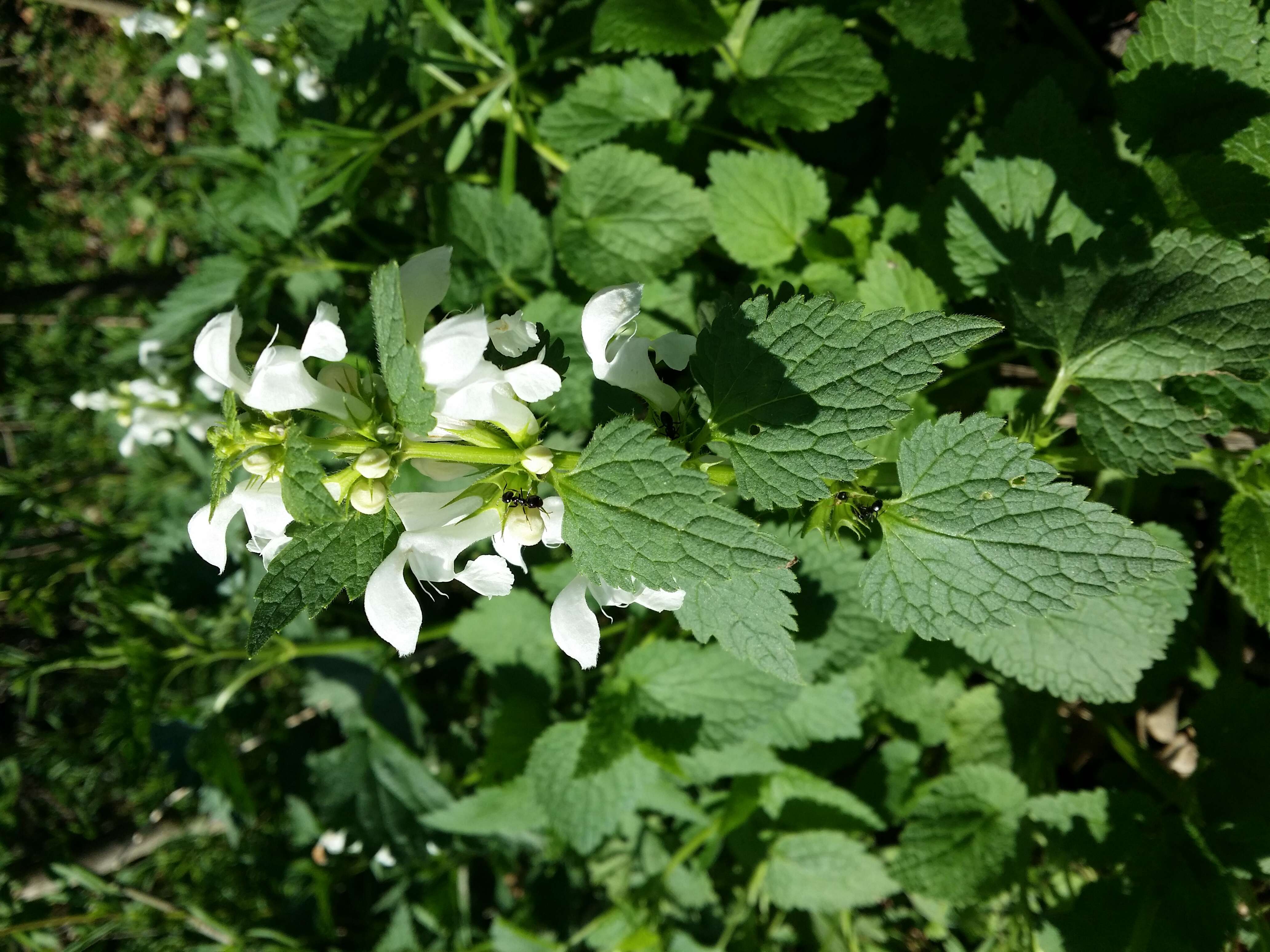 Image of spotted dead-nettle