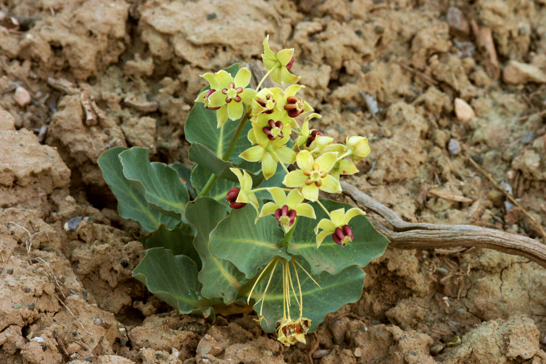 Image of pallid milkweed