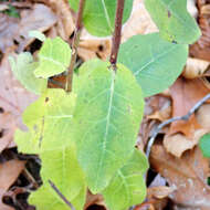 Image of rough hawkweed