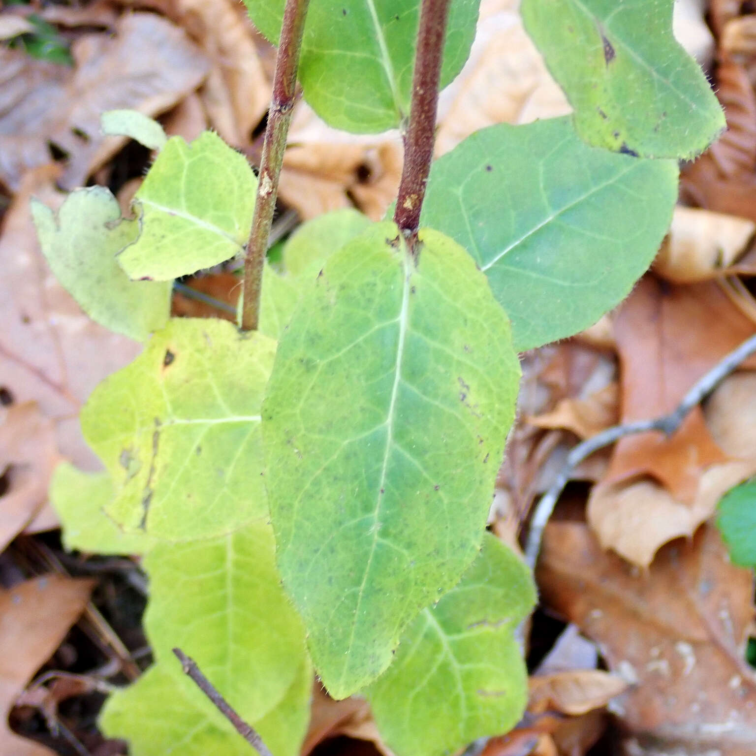 Image of rough hawkweed