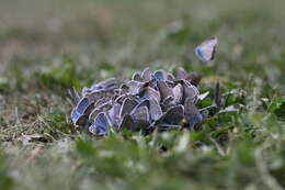 Image of Polyommatus amandus