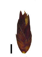 Image of Schoenus prophyllus T. L. Elliott & Muasya