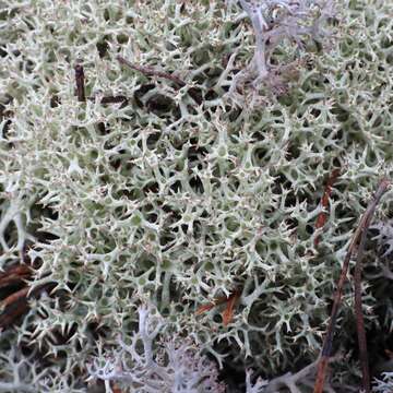 Image of Thorn cladonia