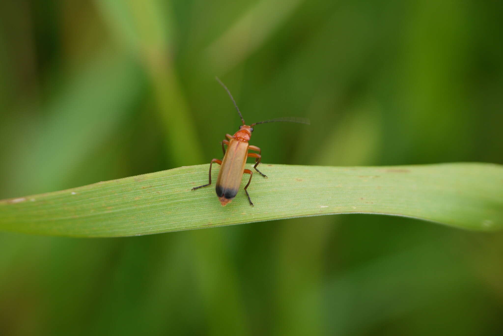 Image of Rhagonycha fulva