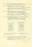 Image of Macrelmis texana (Schaeffer 1911)