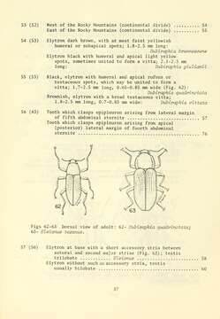 Image of Macrelmis texana (Schaeffer 1911)