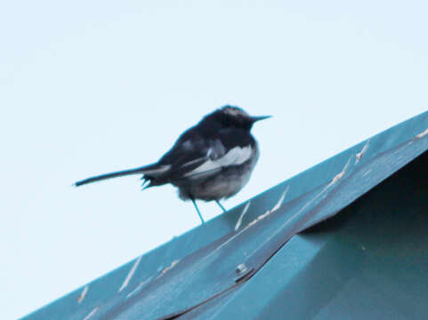 Image of White-browed Wagtail