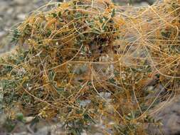 Image of chaparral dodder