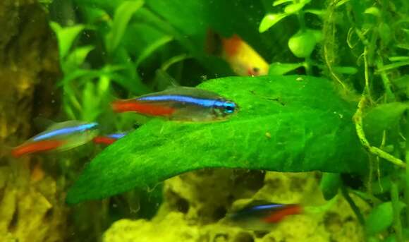 Image of Neon tetra