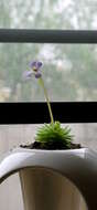 Image of Pinguicula esseriana B. Kirchner