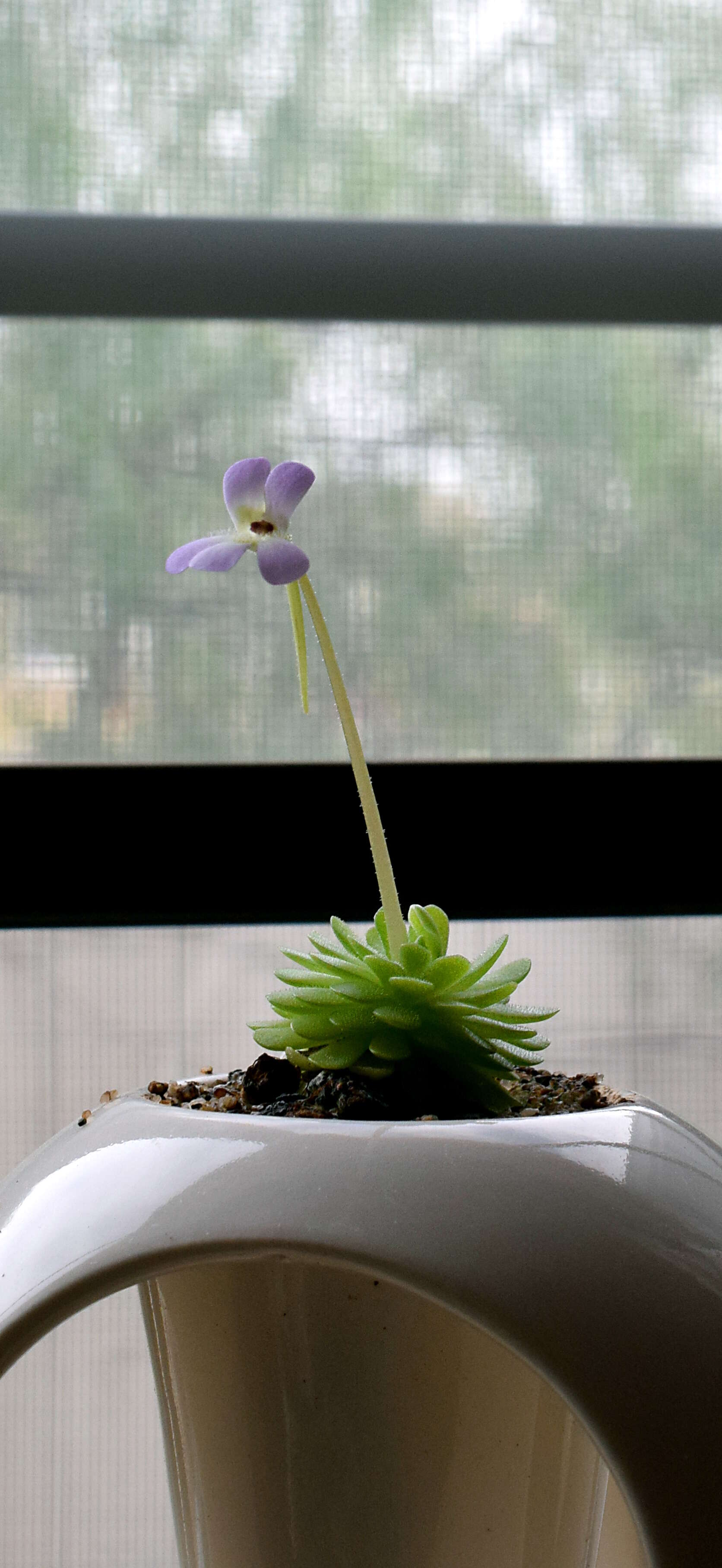 Imagem de Pinguicula esseriana B. Kirchner