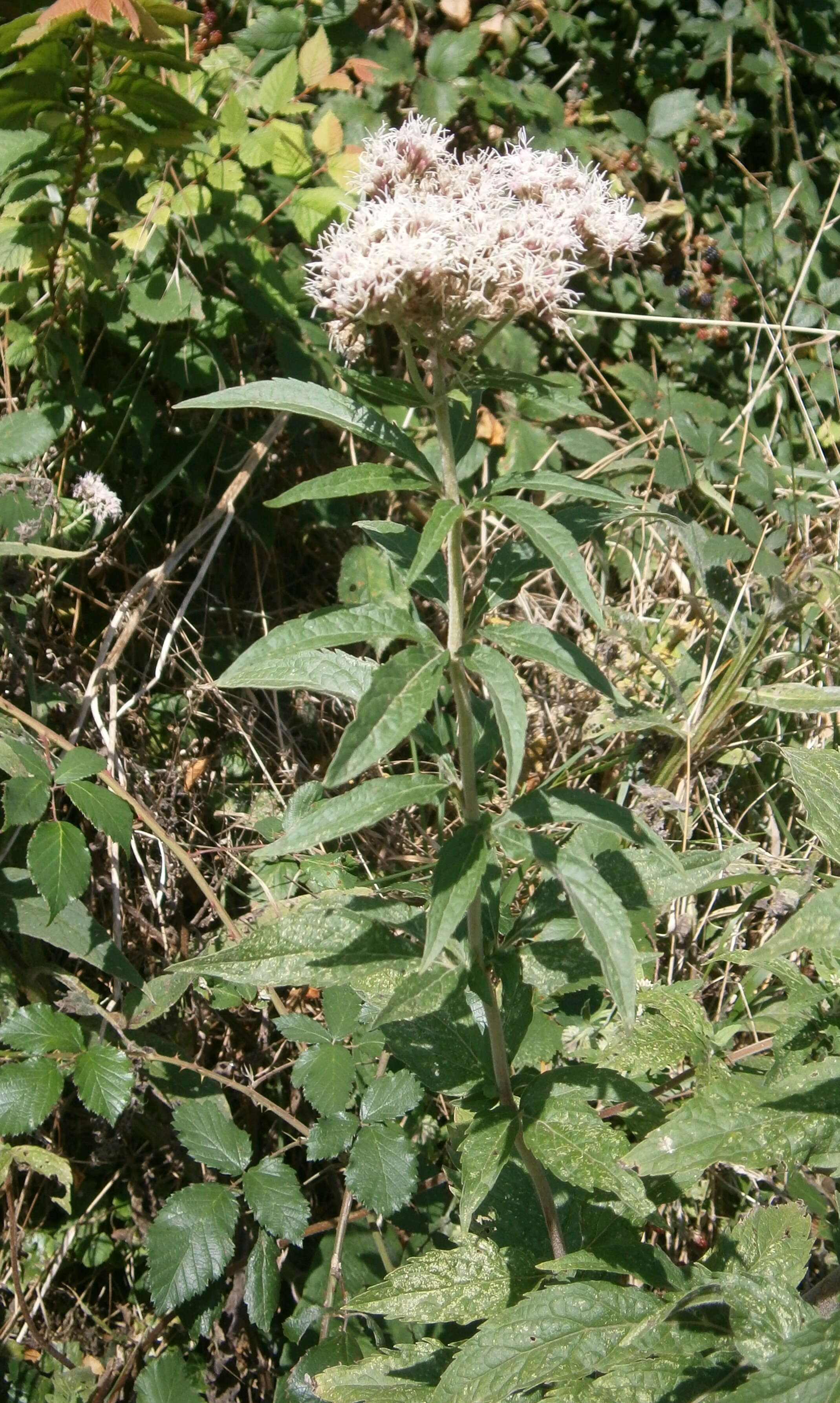 Image of hemp agrimony