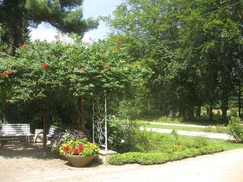 Image of trumpet creeper