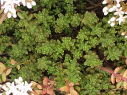 Image of White Stonecrop