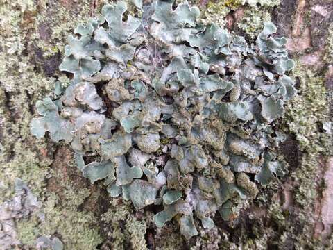 Image of Hammered shield lichen