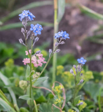 Image of Alpine forget-me-not