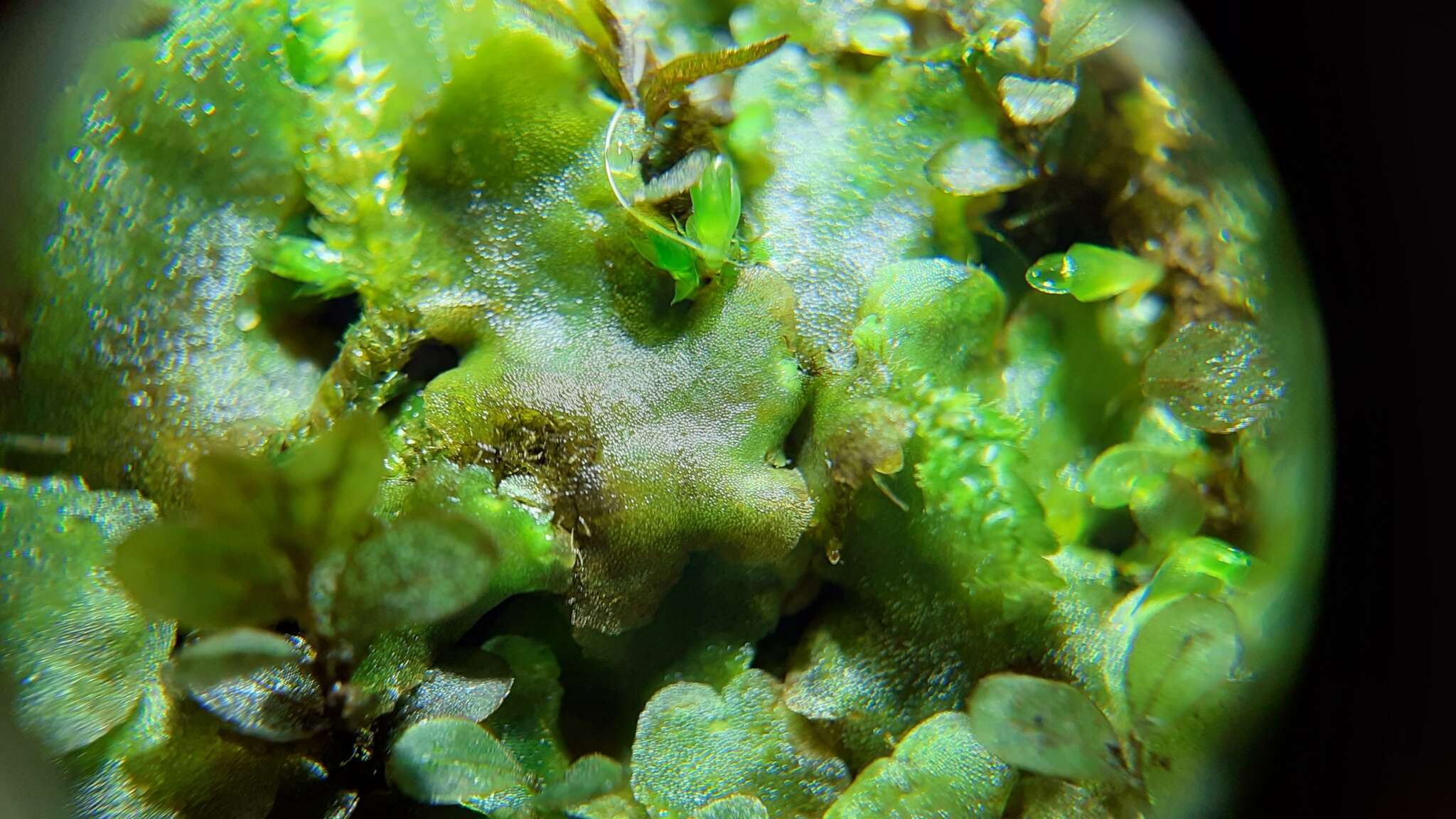 Image of overleaf pellia