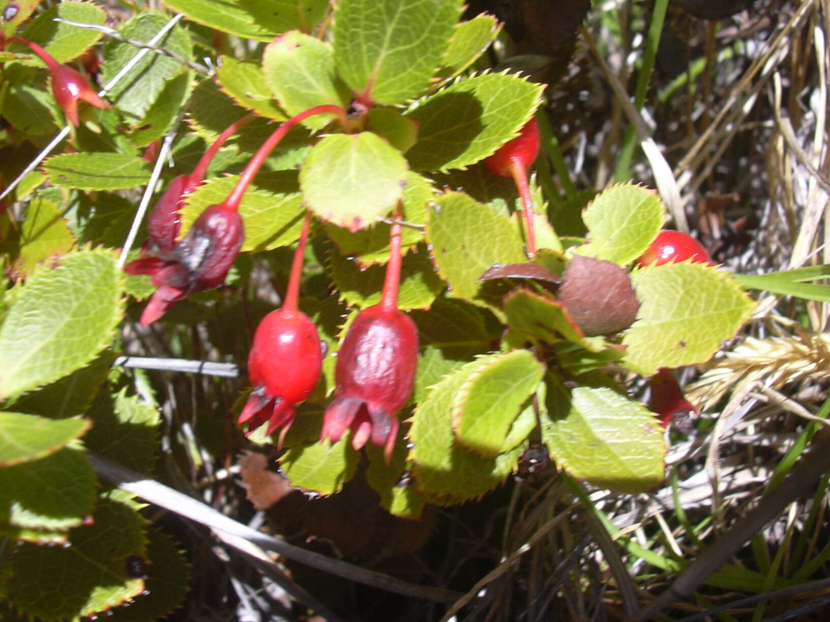 Image de Vaccinium reticulatum Sm.