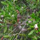 Image of Leptospermum deuense J. Thompson