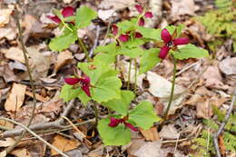 Image of red trillium