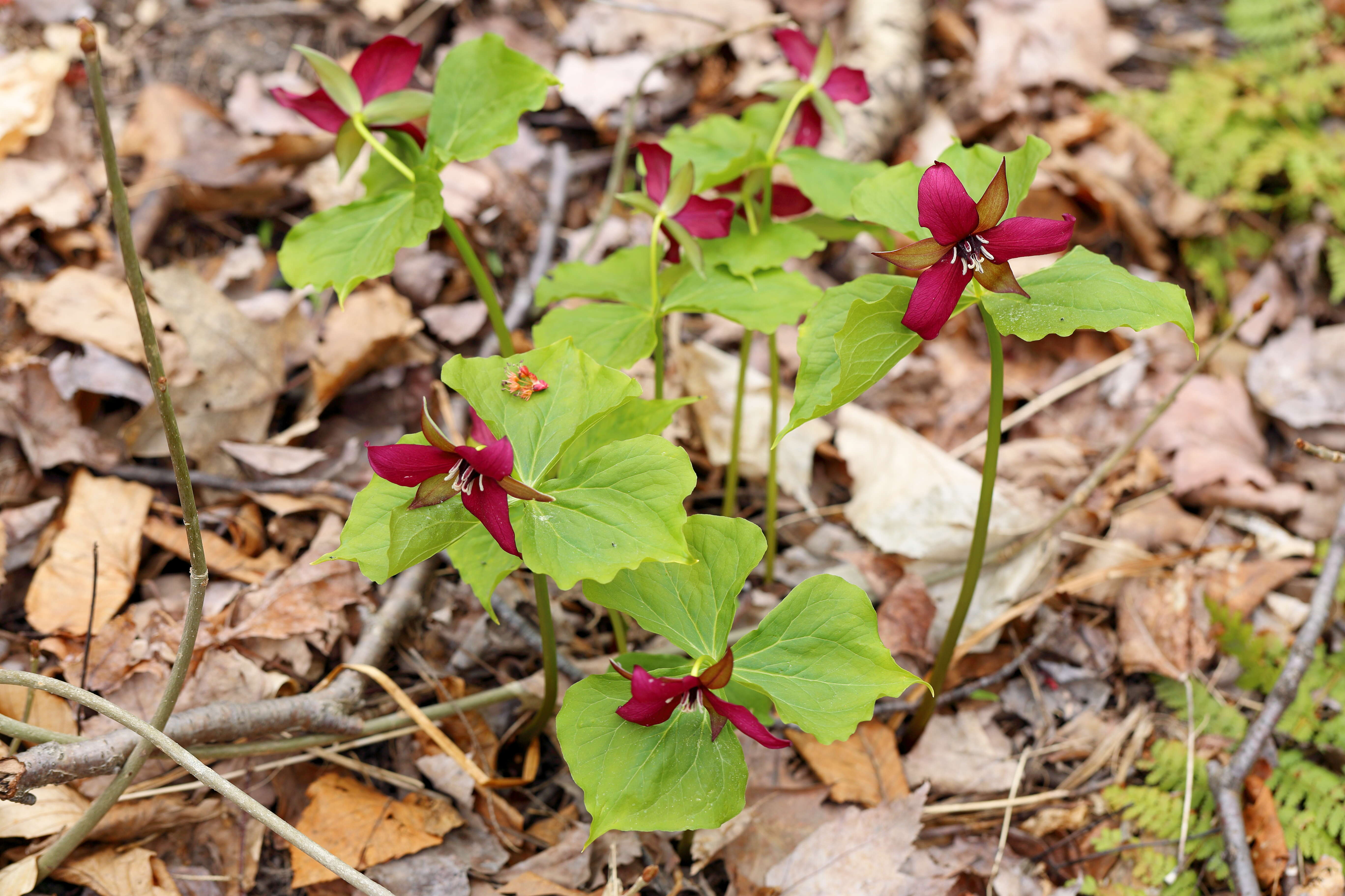 Imagem de Trillium erectum L.