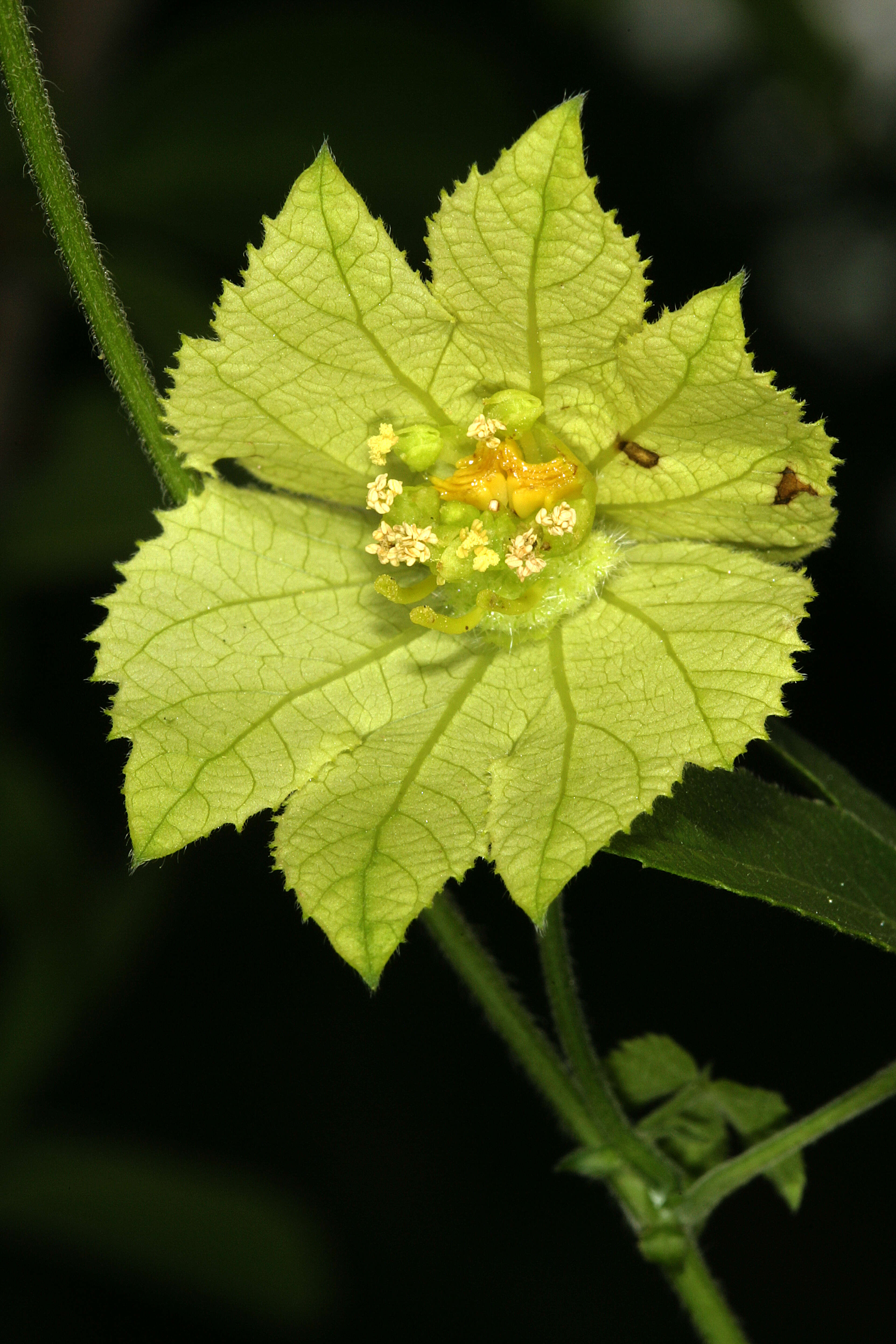 Plancia ëd Dalechampia capensis A. Spreng.