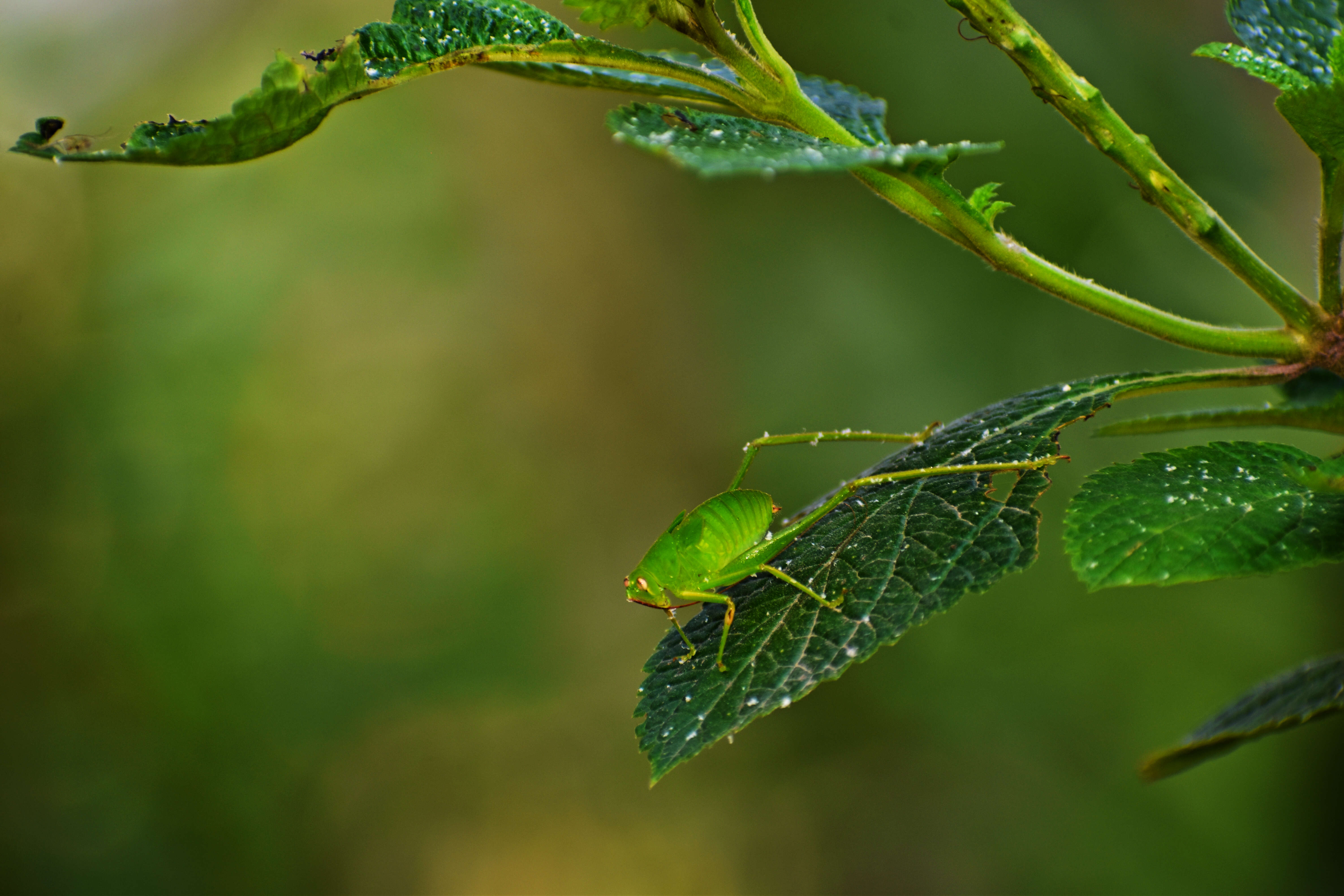 Image of Oblong-winged Katydid