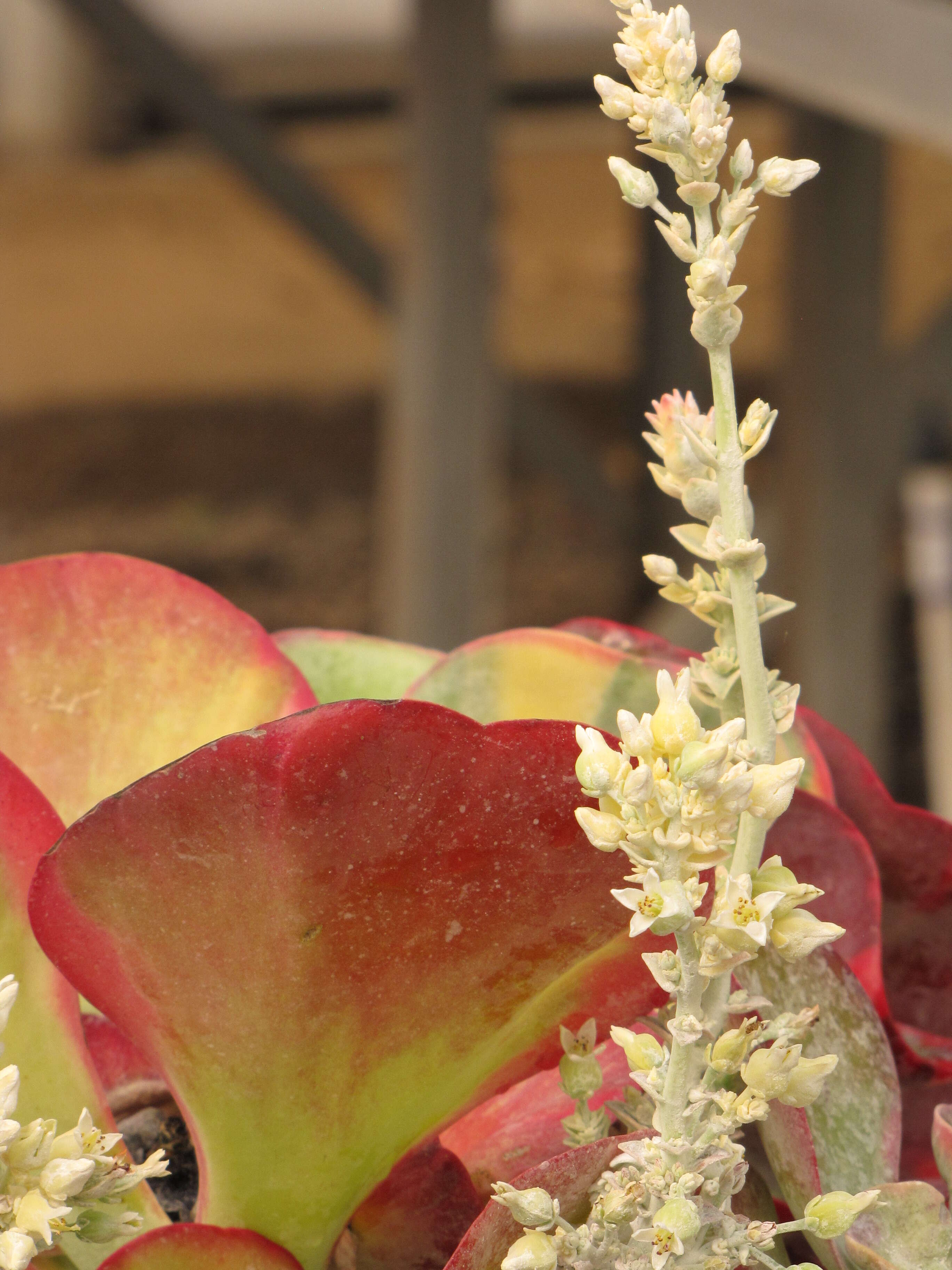 Image of Kalanchoe luciae