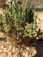 Image of French lavender