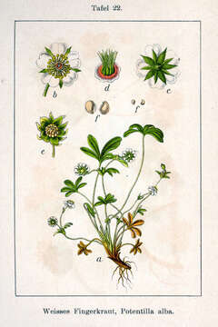 Imagem de Potentilla alba L.