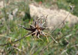 Image of Allium carinatum L.