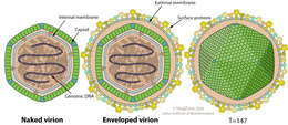 Image of Iridovirus