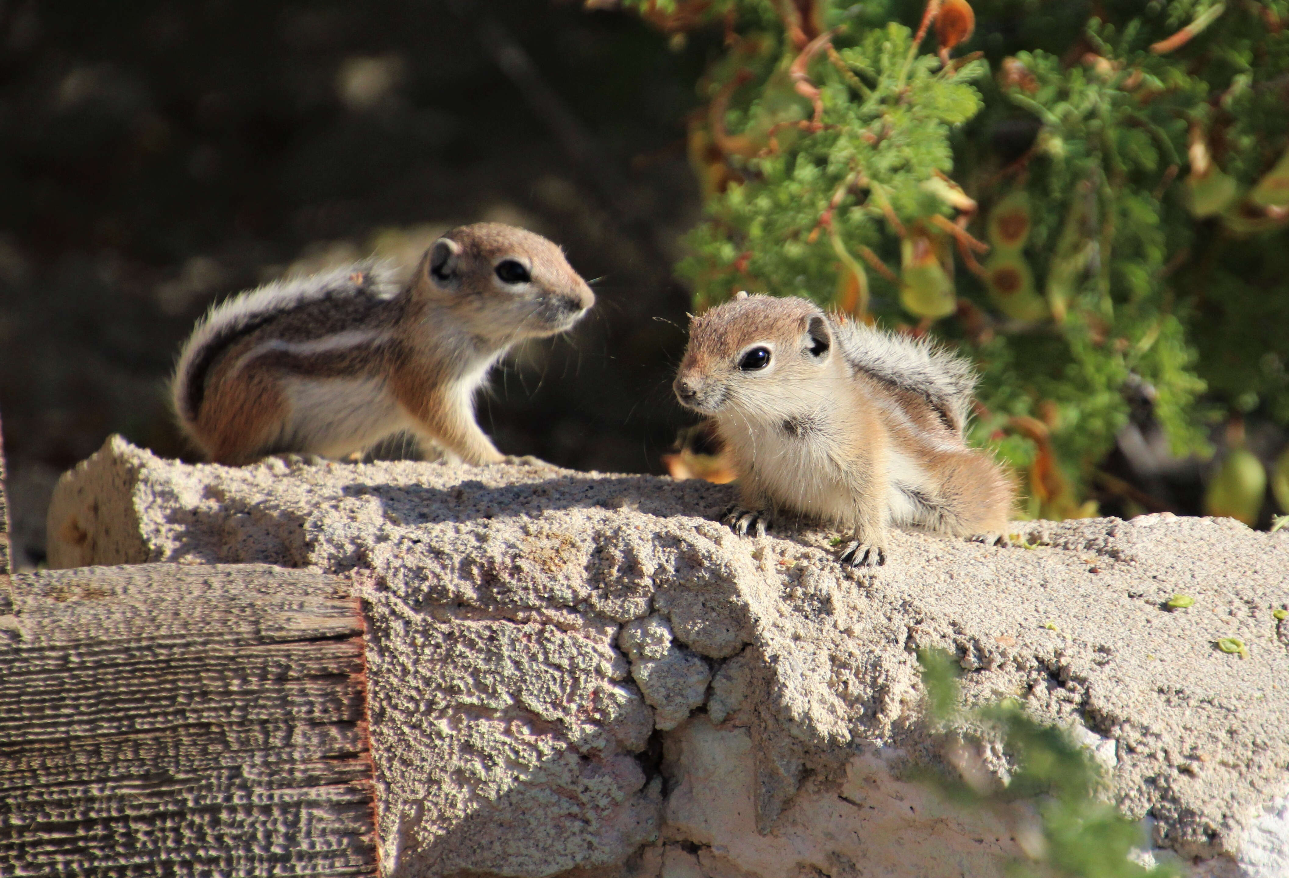 Image of white-tailed antelope squirrel