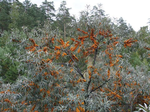 Imagem de Hippophae rhamnoides L.